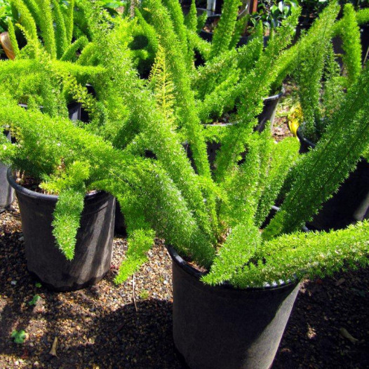 Foxtail Fern, Asparagus densiflorus 'Myers', Quart Plant