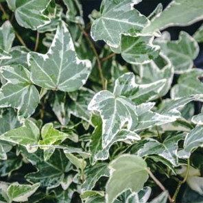 Hahn's English Ivy (Variegated) - Hedera helix 'Hahn's Variegated'