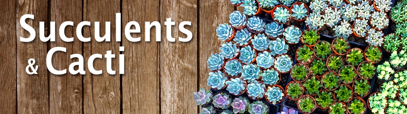 Buy Succulents and Cacti online!