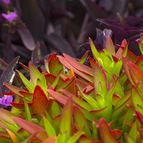 Campfire Crassula - Crassula capitella 'Campfire'