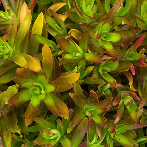 campfire-crassula-crassula-capitella-campfire