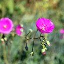 rock-purslane-calandrinia-spectabilis