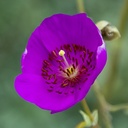 rock-purslane-calandrinia-spectabilis