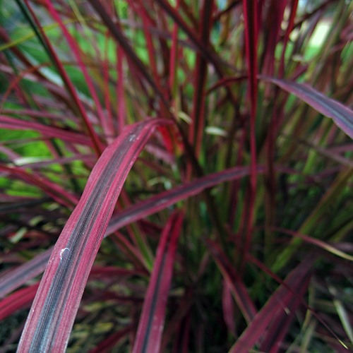 fireworks-fountain-grass-pennisetum-fireworks