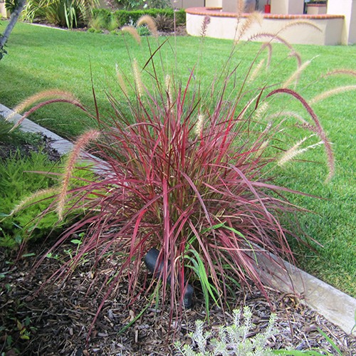 Fireworks Fountain Grass - Pennisetum 'Fireworks'