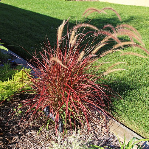 Fireworks Fountain Grass - Pennisetum 'Fireworks'