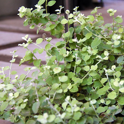 limelight-licorice-plant-helichrysum-petiolare-limelight