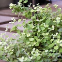 limelight-licorice-plant-helichrysum-petiolare-limelight