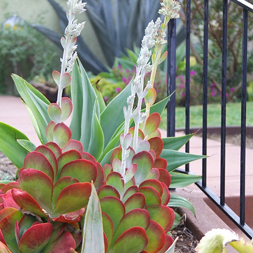 Paddle Plant - Kalanchoe luciae
