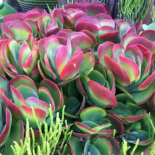 paddle-plant-kalanchoe-luciae