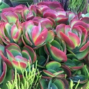 paddle-plant-kalanchoe-luciae