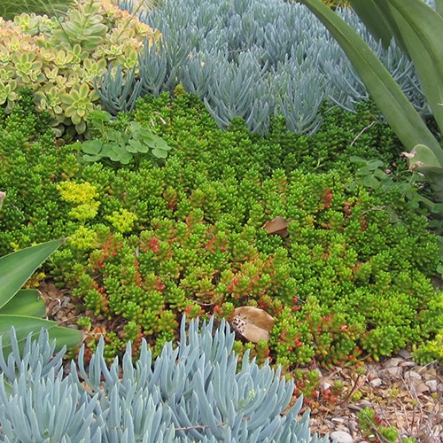 Pork and Beans Sedum - Sedum rubrotinctum