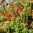 pork-and-beans-sedum-sedum-rubrotinctum