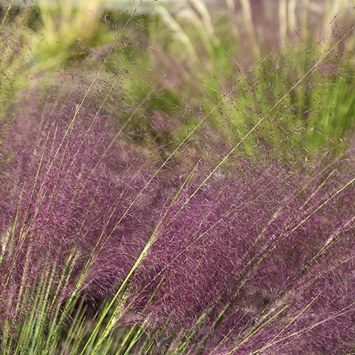 Pink Muhlygrass - Muhlenbergia capillaris