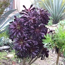 black-rose-aeonium-aeonium-arboreum-zwartkop