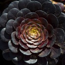black-rose-aeonium-aeonium-arboreum-zwartkop
