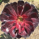 black-rose-aeonium-aeonium-arboreum-zwartkop