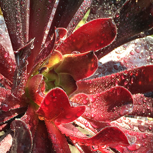 Black Rose Aeonium - Aeonium arboreum 'Zwartkop'