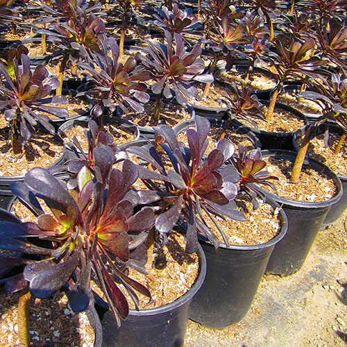 black-rose-aeonium-aeonium-arboreum-zwartkop