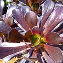 black-rose-aeonium-aeonium-arboreum-zwartkop