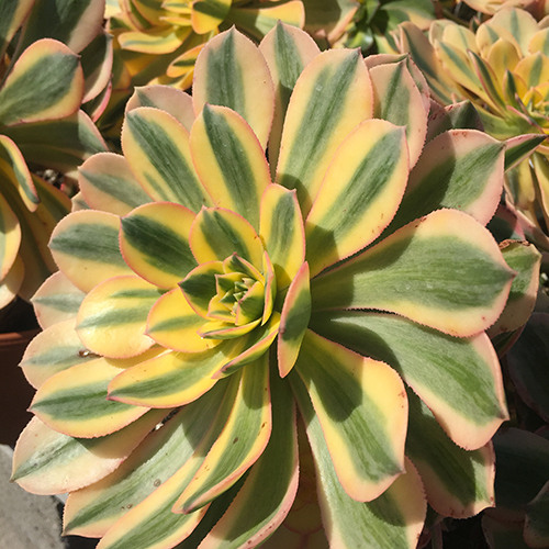 copper-pinwheel-aeonium-sunburst