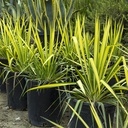 golden-sword-yucca-yucca-filamentosa-golden-sword