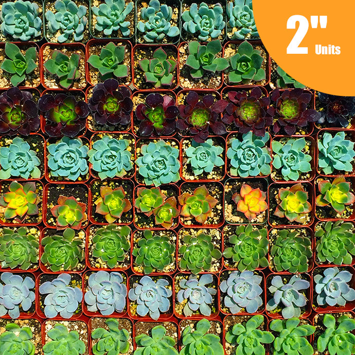 mixed-succulent-tray