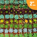 mixed-succulent-tray