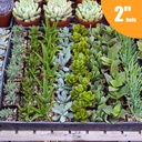mixed-succulent-tray