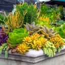 mixed-succulent-tray