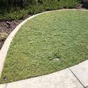 dwarf-carpet-of-stars-ruschia-lineolata-nana
