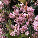 majestic-beauty-indian-hawthorn-patio-tree-rhaphiolepis-majestic-beauty