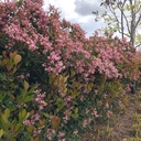 majestic-beauty-indian-hawthorn-patio-tree-rhaphiolepis-majestic-beauty