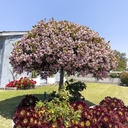 majestic-beauty-indian-hawthorn-patio-tree-rhaphiolepis-majestic-beauty