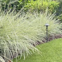 variegated-mat-rush-lomandra-platinum-beauty