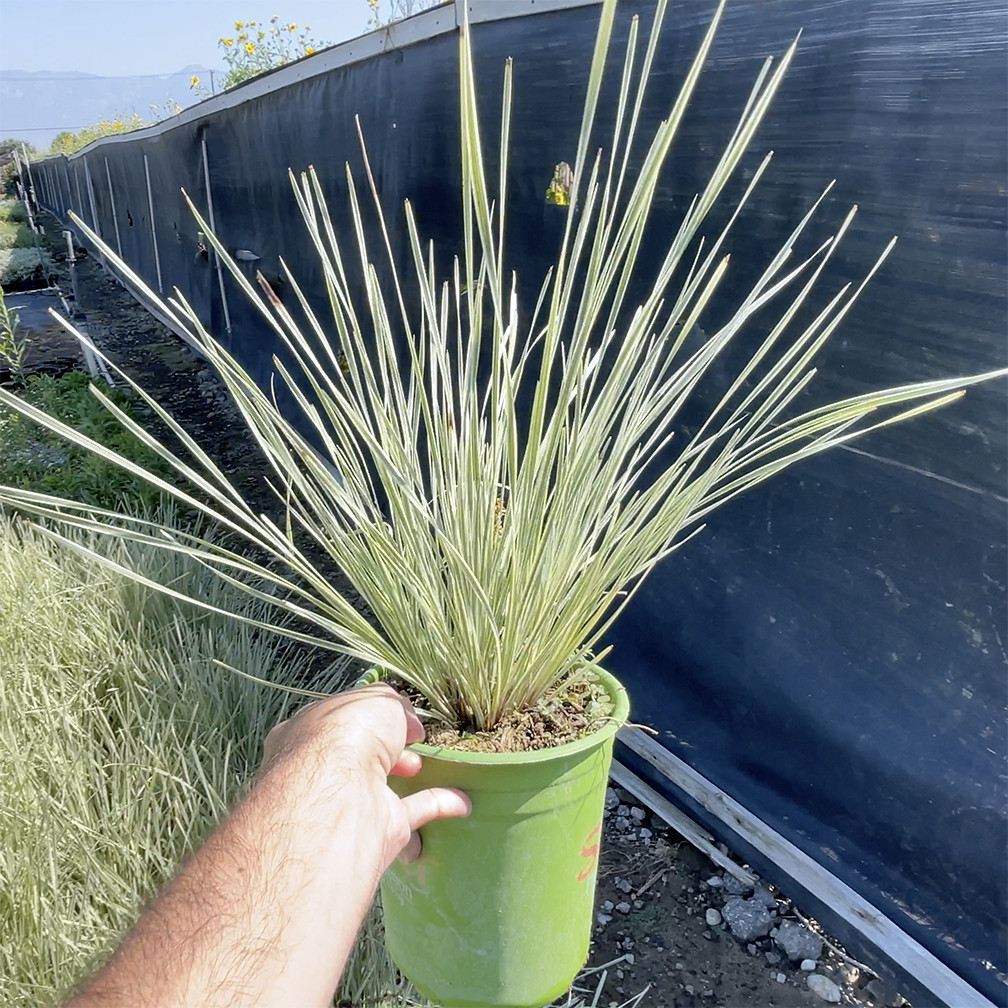 variegated-mat-rush-lomandra-platinum-beauty