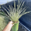 variegated-mat-rush-lomandra-platinum-beauty