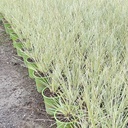 variegated-mat-rush-lomandra-platinum-beauty