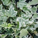 hahn-s-english-ivy-variegated-hedera-helix-hahn-s-variegated