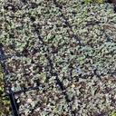 hahn-s-english-ivy-variegated-hedera-helix-hahn-s-variegated