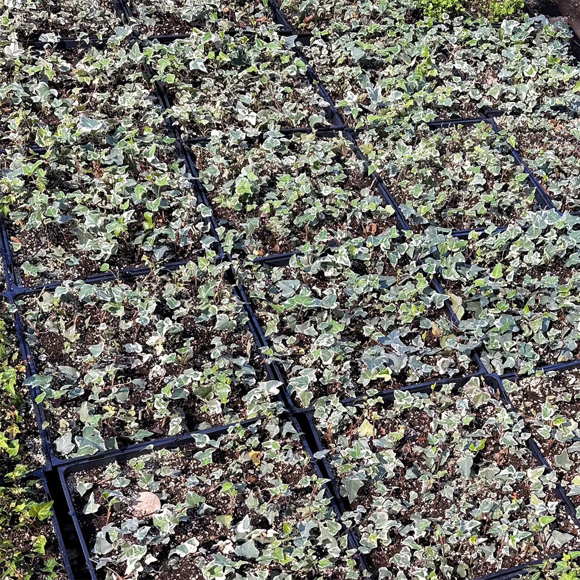 Hahn's English Ivy (Variegated) - Hedera helix 'Hahn's Variegated'