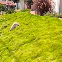 korean-grass-zoysia-tenuifolia