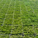 korean-grass-zoysia-tenuifolia