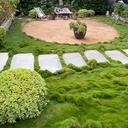 korean-grass-zoysia-tenuifolia