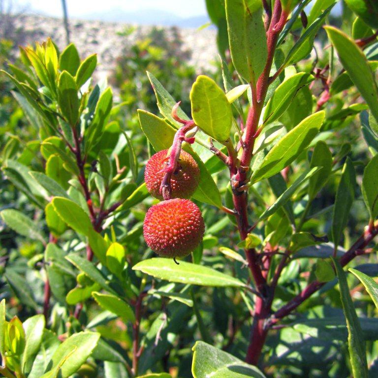 compact-strawberry-bush-arbutus-unedo-compacta