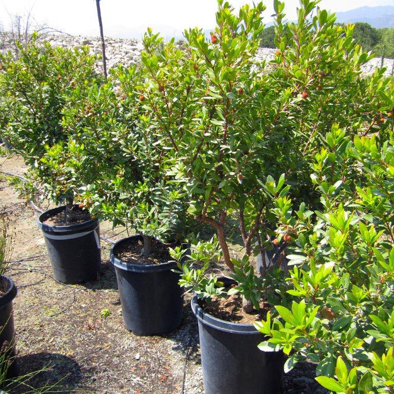 compact-strawberry-bush-arbutus-unedo-compacta