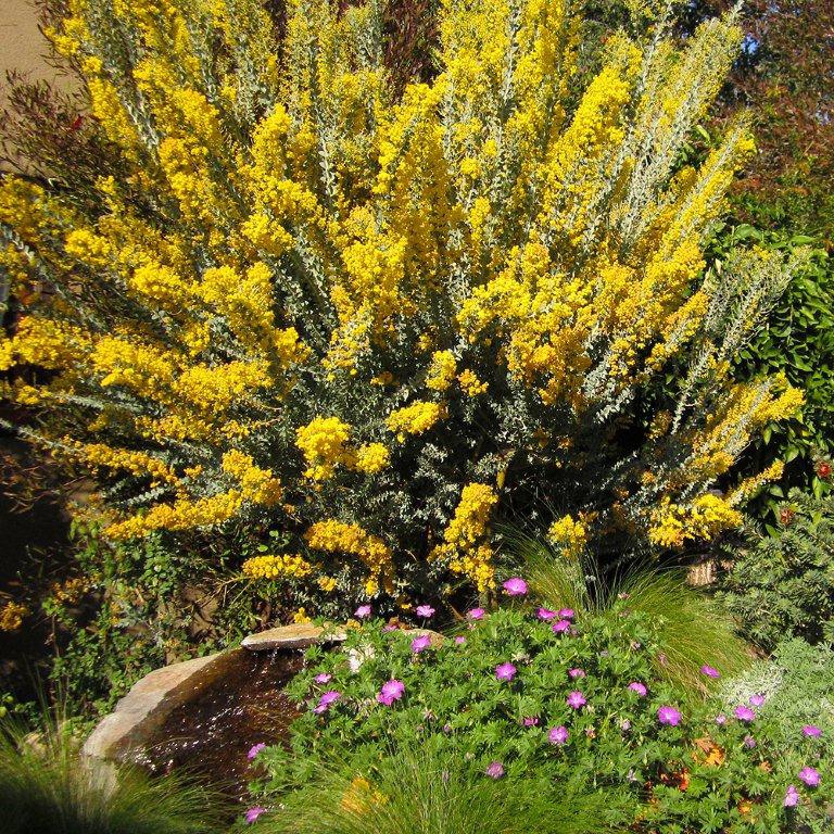 knifeleaf-acacia-acacia-cultriformis