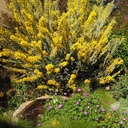 knifeleaf-acacia-acacia-cultriformis