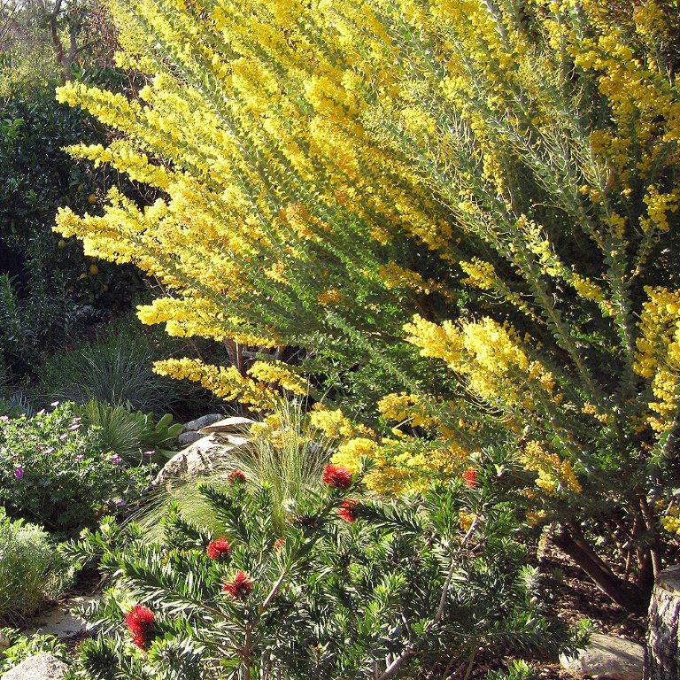 knifeleaf-acacia-acacia-cultriformis
