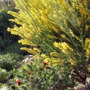 knifeleaf-acacia-acacia-cultriformis